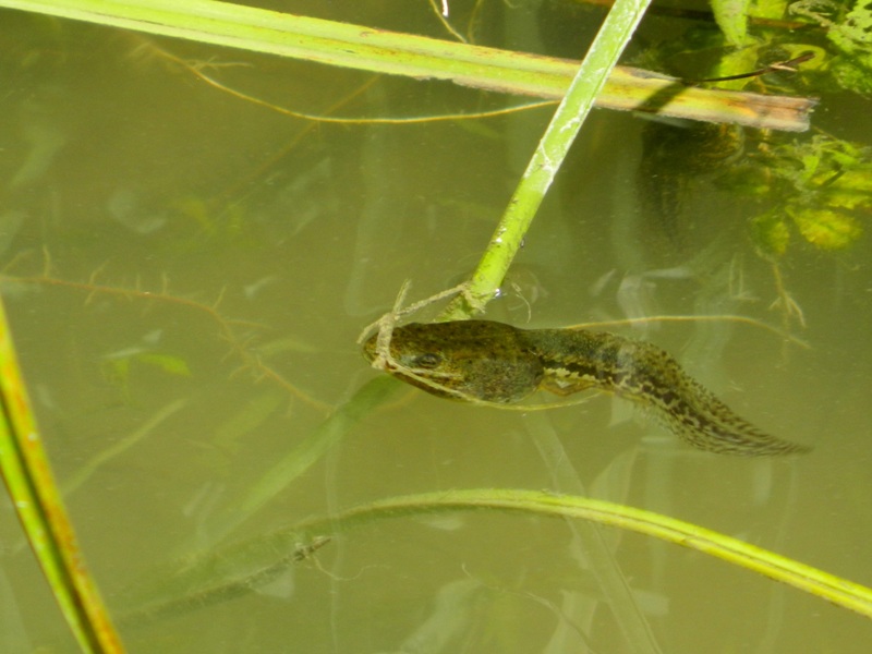 Ancora girino - Pelophylax sp. (prov. Mantova)